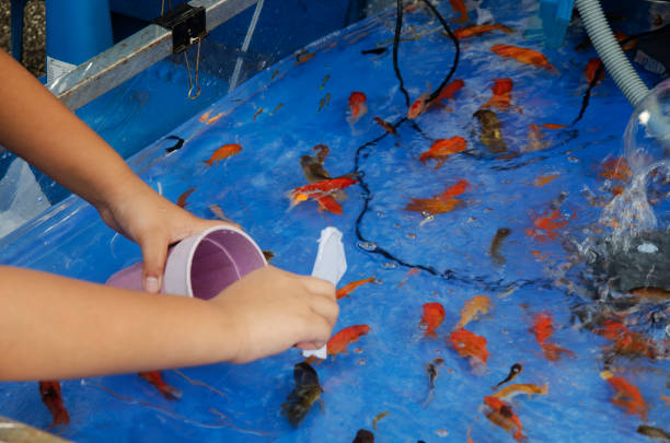 Little girl feeding koi fish in Tirtagangga ponds, Bali