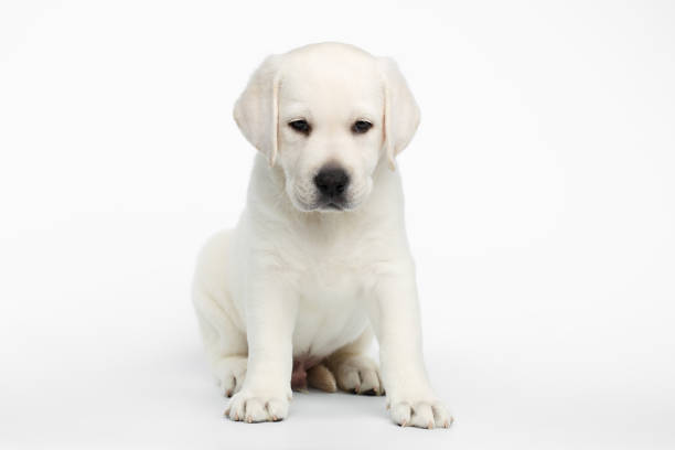istock Labrador puppy on white background 641048212