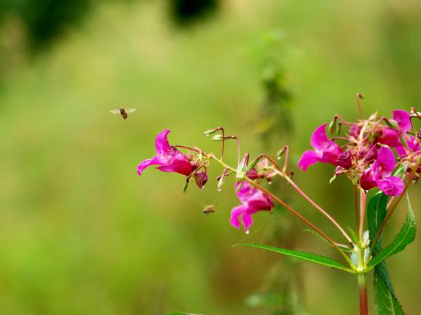 istock Purple flower Himalayan Balsam (Impatiens glandulifera) with a wasp (Vespula vulgaris) on green background 641048214