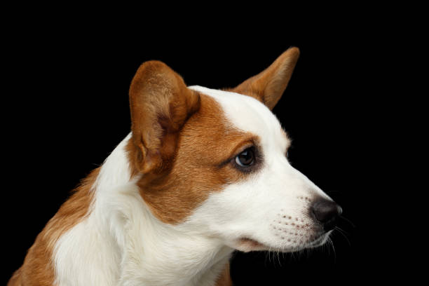 istock Welsh Corgi Cardigan Dog on Isolated Black Background 641048742