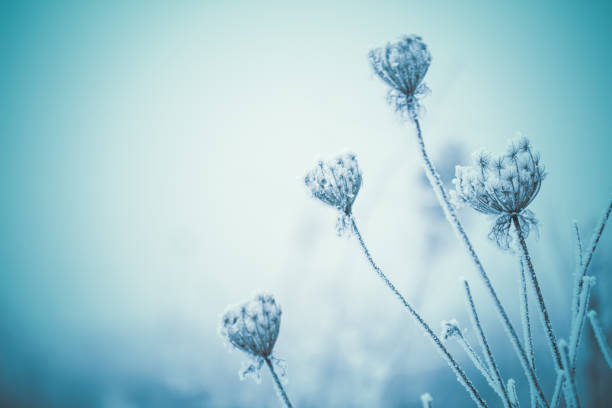 istock Queen Anne's Lace wildflowers background 641048812