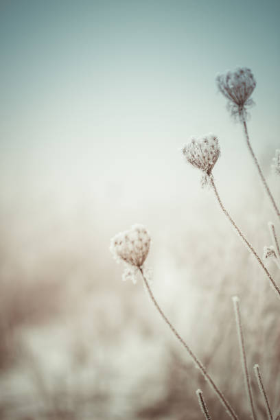 istock Queen Anne's Lace wildflowers background 641048844