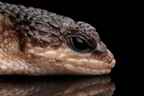 istock brown skink, tropidophorus baconi on isolated black 641049284