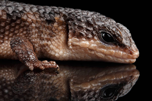 istock brown skink, tropidophorus baconi on isolated black 641049332