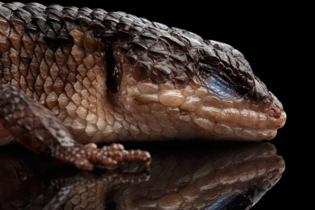 istock brown skink, tropidophorus baconi on isolated black 641049342