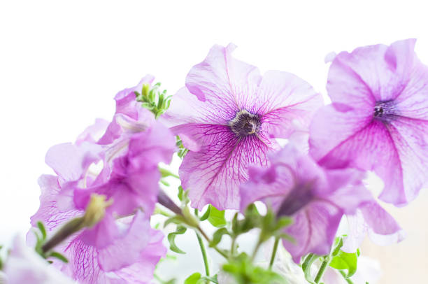 istock Colored petunia flowers in the garden 641049344