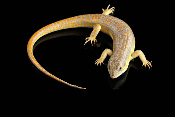 istock Schneider's skink, eumeces schneideri on isolated black background 641049388