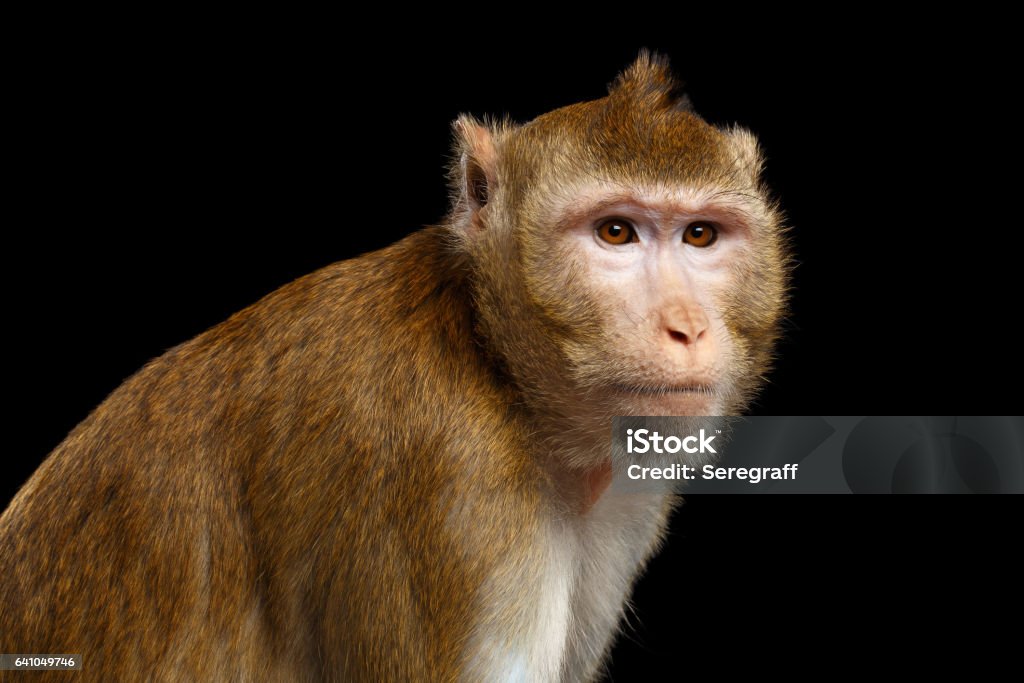 Portrait monkey, Long-tailed macaque, Crab-eating Close-up portrait Sad monkey, Long-tailed macaque, Crab-eating, isolated on black background Macaque Stock Photo