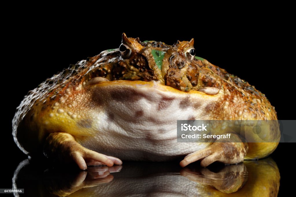 Argentine Horned Frog or Pac-man, Ceratophrys ornata Argentine Horned Frog or Pac-man, Ceratophrys ornata isolated on black background with reflection Amphibian Stock Photo
