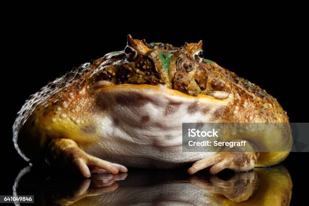 Argentine Horned Frog Or Pacman Ceratophrys Ornata Stock Photo - Download Image Now