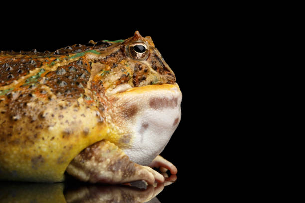 istock Argentine Horned Frog or Pac-man, Ceratophrys ornata 641049924