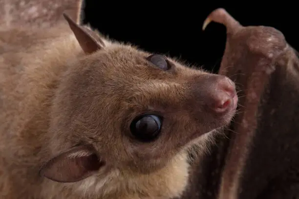 Close-up Egyptian fruit bat or rousette, Rousettus aegyptiacus. on isolated black background