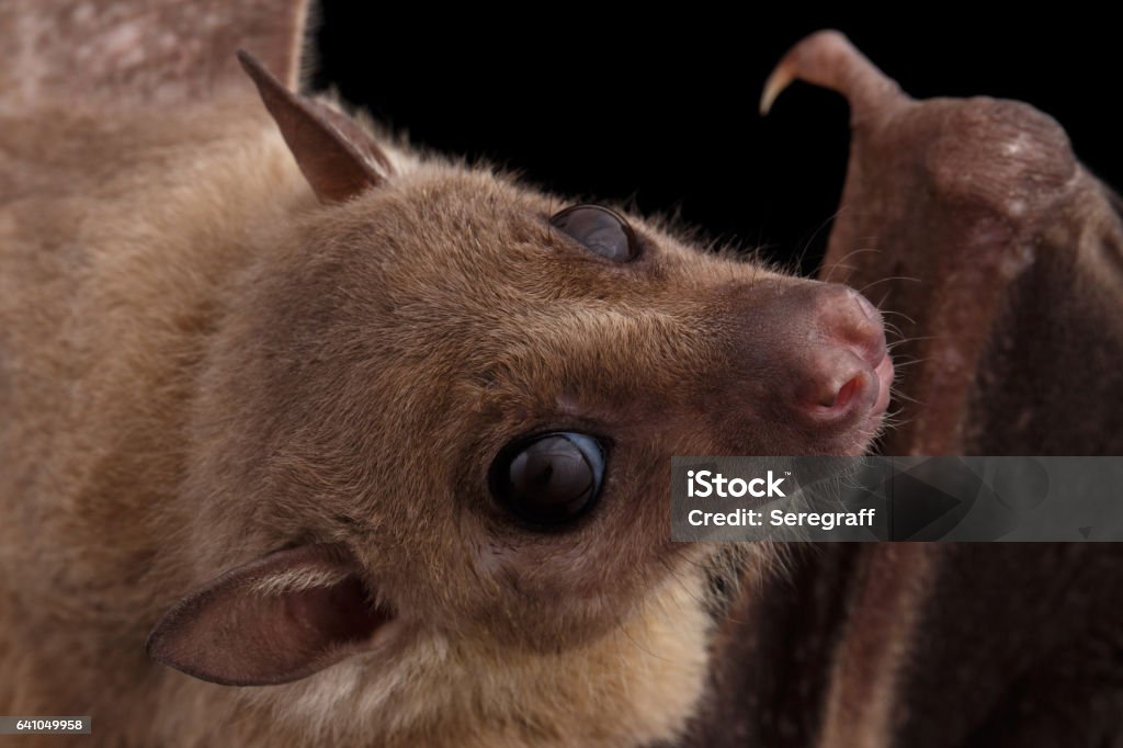 Morcego egípcio ou Rousettus, fundo preto - Foto de stock de Egito royalty-free