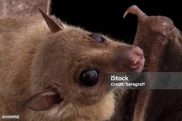 Foto de Morcego Egípcio Ou Rousettus Fundo Preto e mais fotos de stock de Egito - Egito, Morcego Frugívoro, Morcego