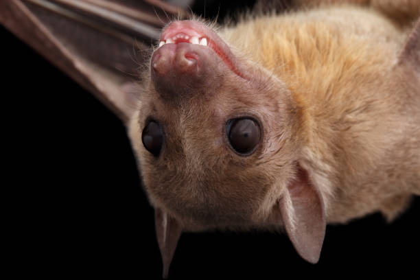 Egyptian fruit bat or rousette, black background