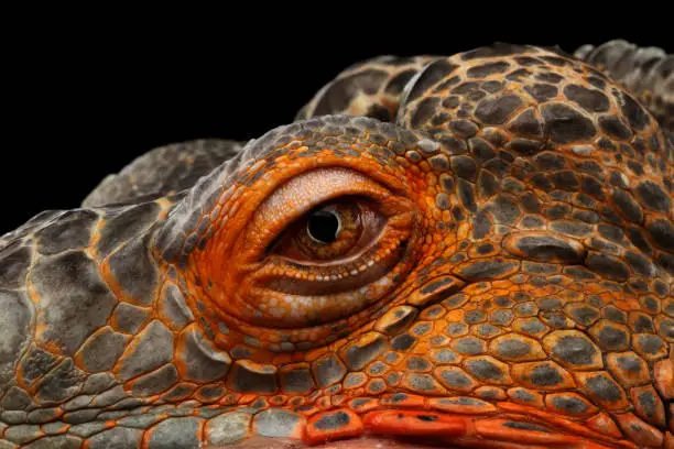 Photo of Orange green iguana isolated on black background