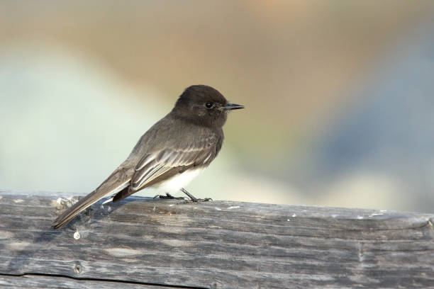 istock Black phoebe perched on a wooden fence 641050098