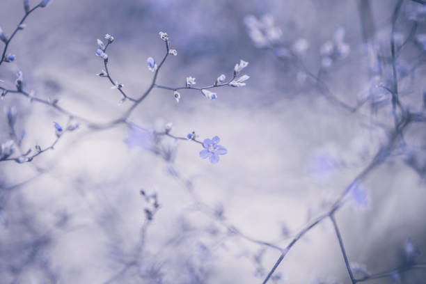 istock Gray nature. Winter nature scenic with tiny flowers 641050766