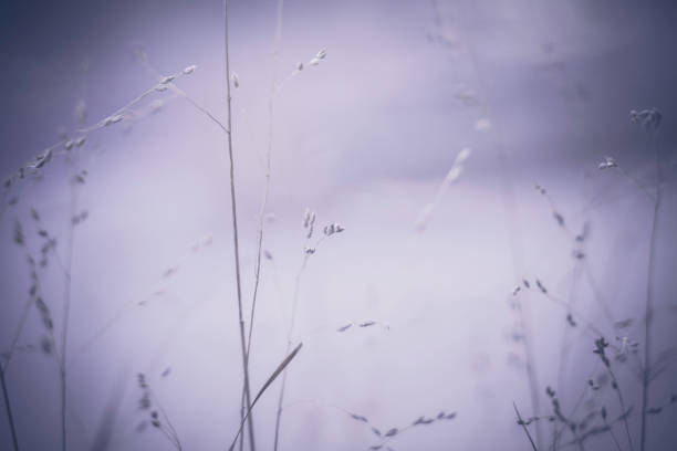 istock Gray nature. Winter nature scenic 641050804