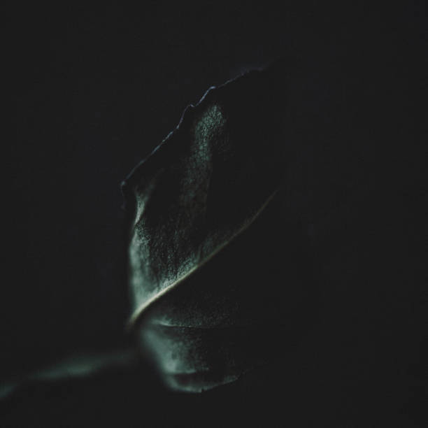 istock Dark nature. Low key image of dried leaf 641050888