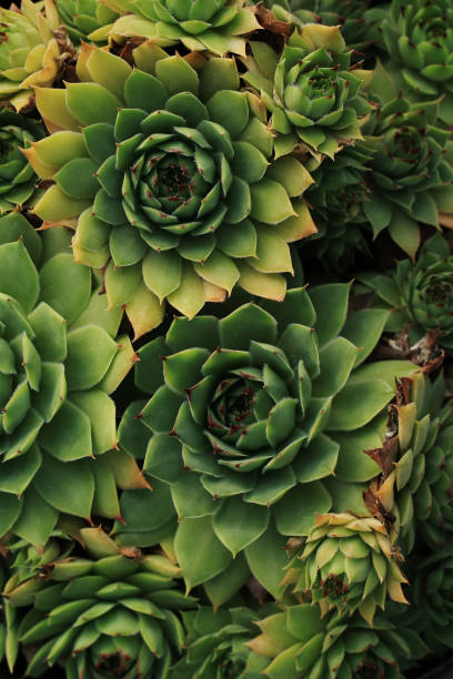 캐터스  - agave cactus natural pattern pattern 뉴스 사진 이미지