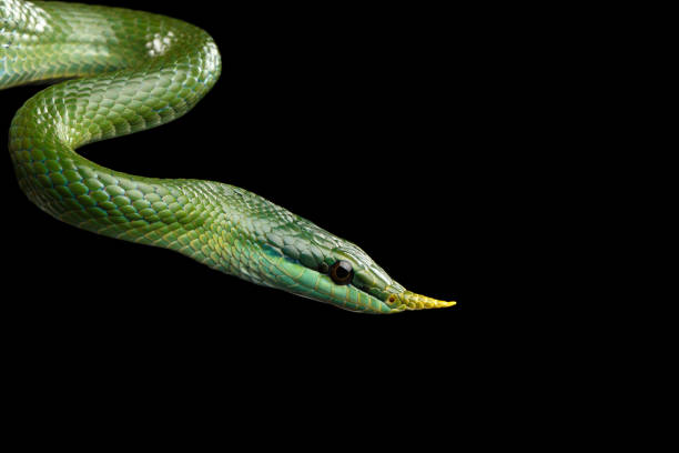 istock Green long nosed snake, Rhinoceros Ratsnake 641052272