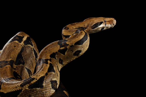 istock Boa constrictor imperator color, on isolated black background 641052750