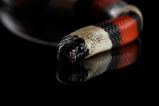 istock Campbell's milk snake, Lampropeltis triangulum campbelli, isolated on black background 641052786