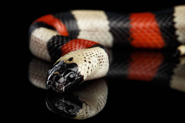 istock Campbell's milk snake, Lampropeltis triangulum campbelli, isolated on black background 641052814