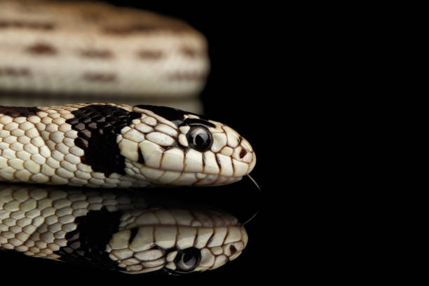istock Eastern kingsnake isolated black background 641053108