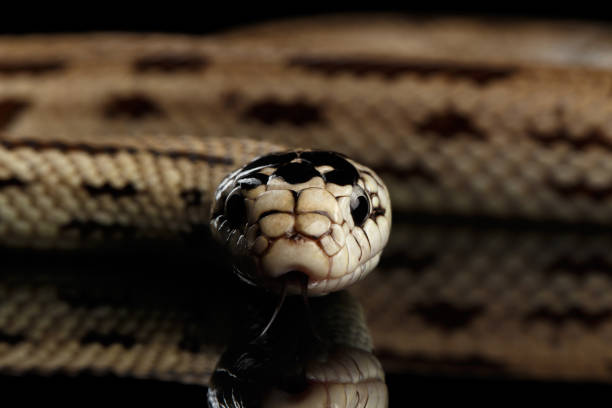 istock Eastern kingsnake isolated black background 641053178