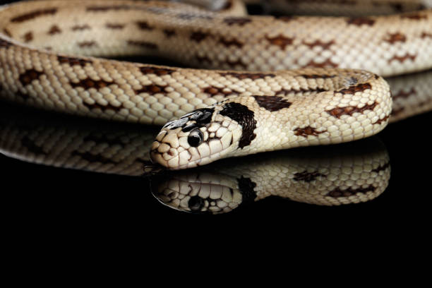 istock Eastern kingsnake isolated black background 641053216
