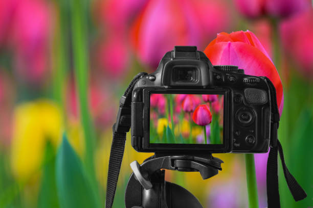 istock closeup of a digital camera with an image of tulips 641053500