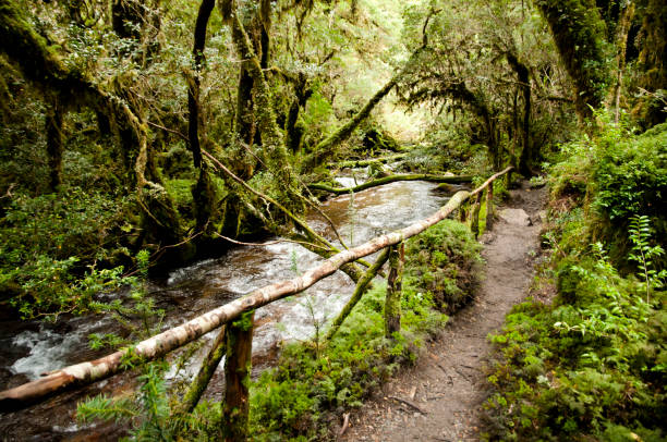 istock Enchanted Forest - Queulat National Park - Chile 641054652