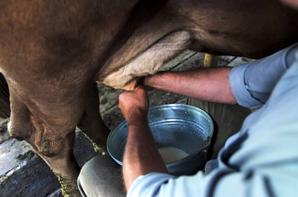 istock Milking of a cow by hand 641057532