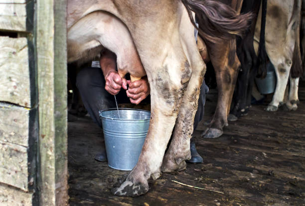 istock Milking of a cow 641057624