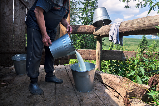 Dairyman pouring raw fresh milk from a bucket at the dairy farm in the Carpathian mountains.