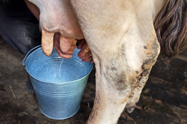 istock Milking of a cow by hand 641057728