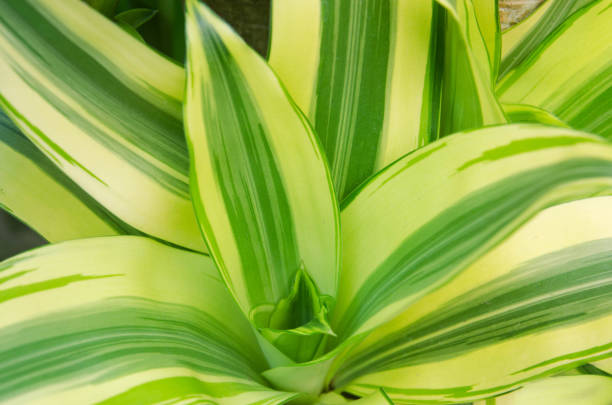 Dracaena fragrans Massangeana, close up.