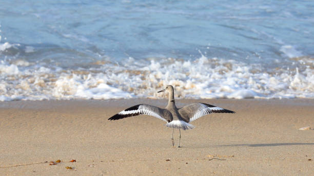 istock Shorebird on a beach with wings extended 641058862