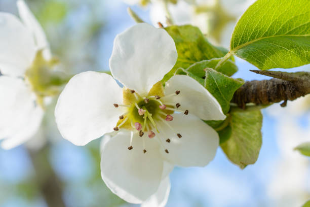 istock Branch of blossoming tree with white flowers. Spring flowering. 641058928