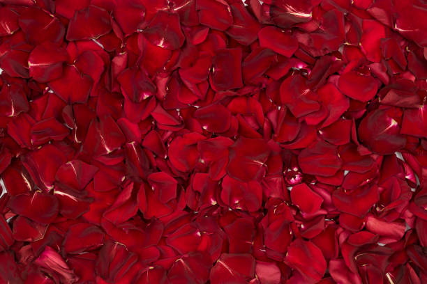 istock A background of rose petals 641059596