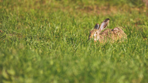 istock Summer meadow with rabbit lying in the gras 641059970
