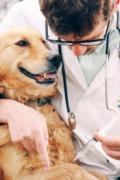 istock veterinarian and dog 641060998
