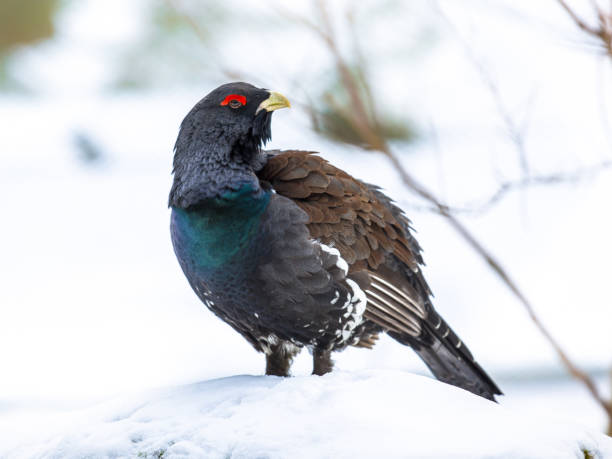 Western capercaillie wood grouse looking Looking Western capercaillie (Tetrao urogallus), Which is also known as Wood grouse, Heather cock, or just capercaillie, is the largest member of the grouse family capercaillie grouse grouse wildlife scotland stock pictures, royalty-free photos & images