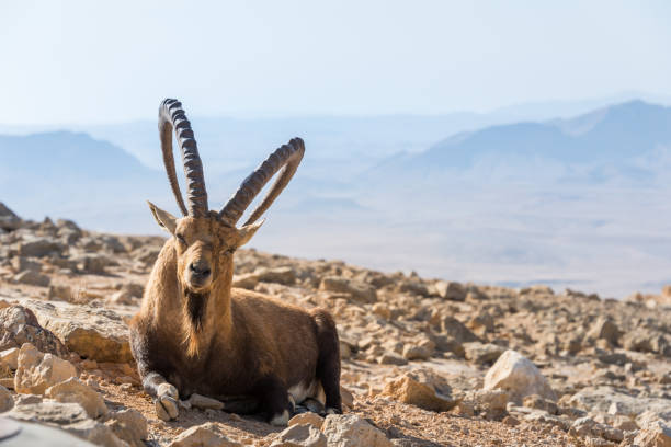istock Visit to Mitzpe Ramon in Southern Israel 641062744