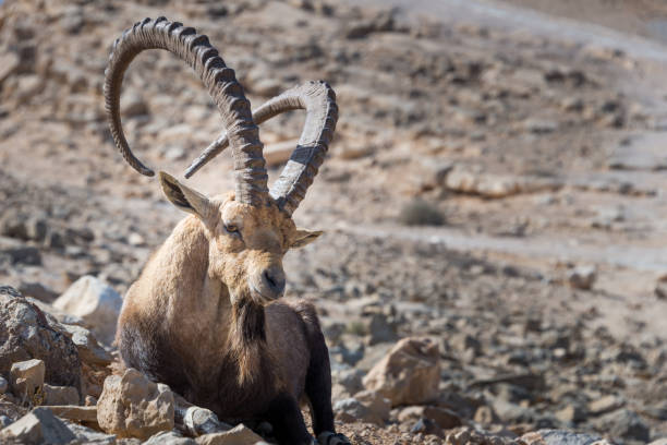 istock Visit to Mitzpe Ramon in Southern Israel 641062842