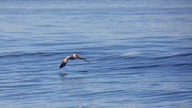 istock Brown pelican glides low over a calm Pacific Ocean 641063092