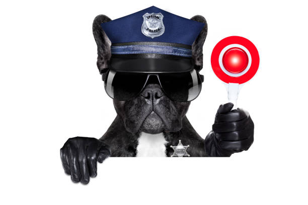Police officer and k9 working together for law enforcement and security