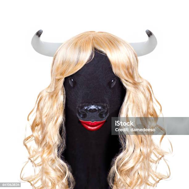 Very Funny Crazy Silly Carnival Calf Cow Stock Photo - Download Image Now -  Animal, Arts Culture and Entertainment, Bizarre - iStock